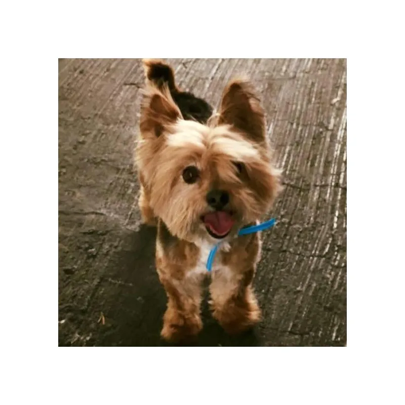 El perrito que le gruño a un espiritu